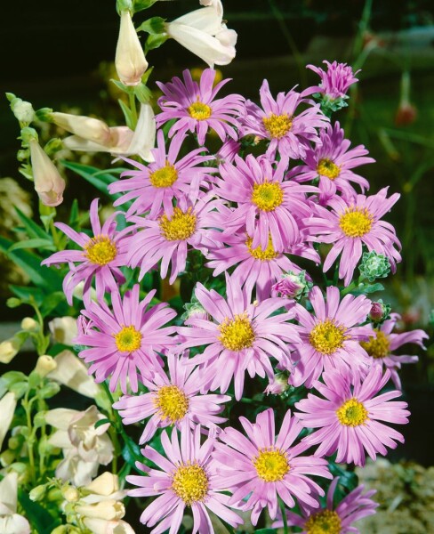 Aster amellus Rosa Erfüllung 9 cm Topf - Größe nach Saison