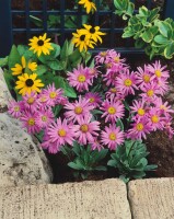 Aster amellus Rosa Erfüllung 9 cm Topf - Größe nach Saison