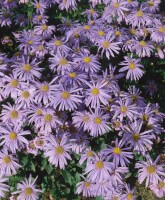 Aster amellus Silbersee 9 cm Topf - Größe nach Saison