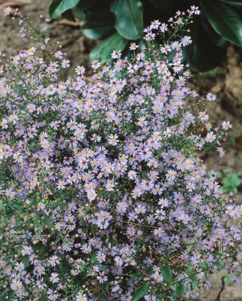 Aster cordifolius Blütenregen 11 cm Topf - Größe nach Saison