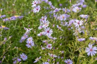 Aster cordifolius Blütenregen 11 cm Topf - Größe nach Saison