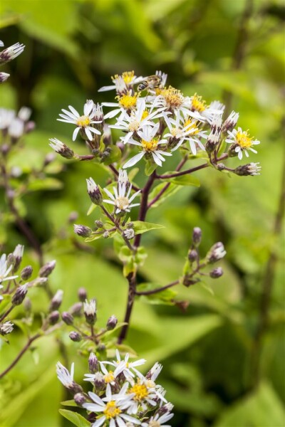 Aster divaricatus 9 cm Topf - Größe nach Saison