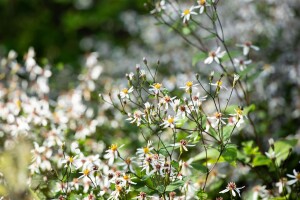 Aster divaricatus 9 cm Topf - Größe nach Saison