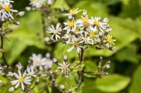 Aster divaricatus 9 cm Topf - Größe nach Saison