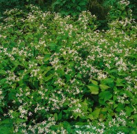 Aster divaricatus 9 cm Topf - Größe nach Saison