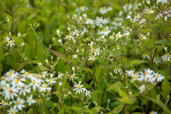 Aster divaricatus Tradescant 9 cm Topf - Größe nach Saison