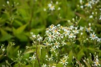 Aster divaricatus Tradescant 9 cm Topf - Größe nach Saison