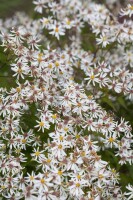 Aster divaricatus Tradescant 9 cm Topf - Größe nach Saison