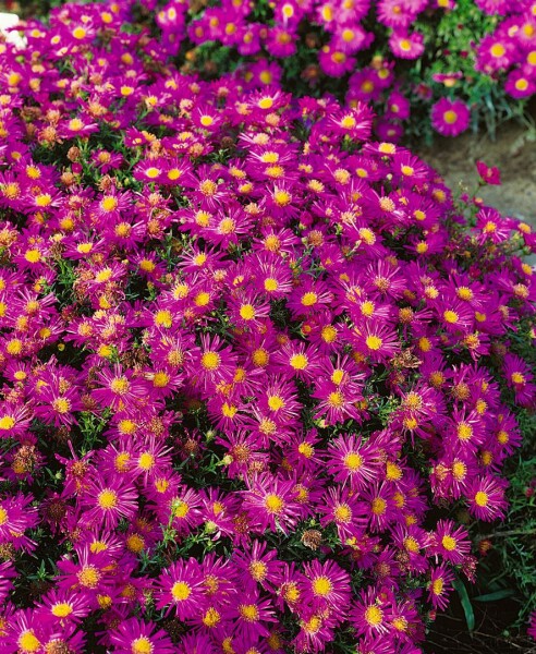 Aster dumosus Alice Haslam 9 cm Topf - Größe nach Saison