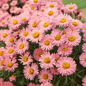 Aster dumosus Alice Haslam 9 cm Topf - Größe nach Saison