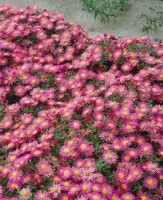 Aster dumosus Alice Haslam 9 cm Topf - Größe nach Saison