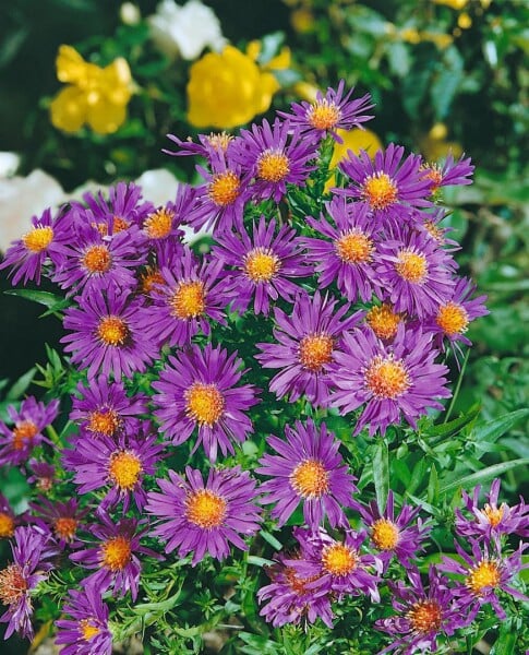 Aster dumosus Augenweide 9 cm Topf - Größe nach Saison