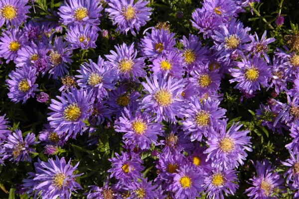 Aster dumosus Blaue Lagune 9 cm Topf - Größe nach Saison