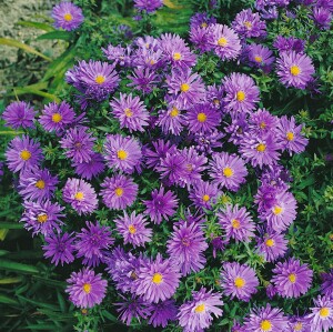 Aster dumosus Blaue Lagune 9 cm Topf - Größe nach Saison