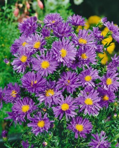 Aster dumosus Blaue Lagune 9 cm Topf - Größe nach Saison