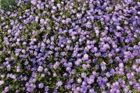 Aster dumosus Blaue Lagune 9 cm Topf - Größe nach Saison