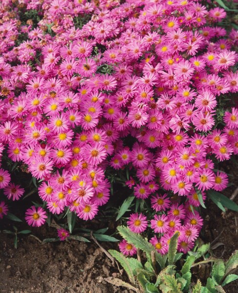 Aster dumosus Heinz Richard 9 cm Topf - Größe nach Saison