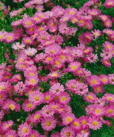 Aster dumosus Heinz Richard 9 cm Topf - Größe nach Saison