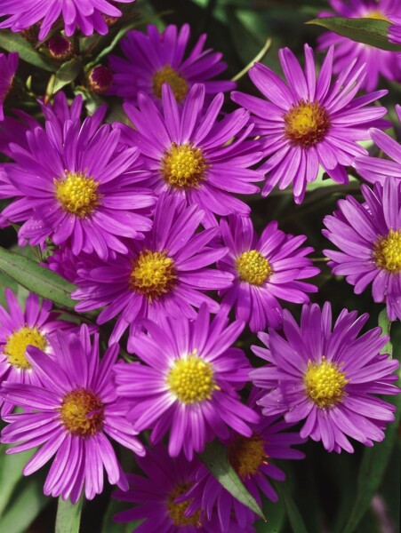 Aster dumosus Herbstgruß v.Bresserhof 9 cm Topf - Größe nach Saison