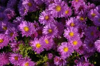 Aster dumosus Herbstgruß v.Bresserhof 9 cm Topf - Größe nach Saison