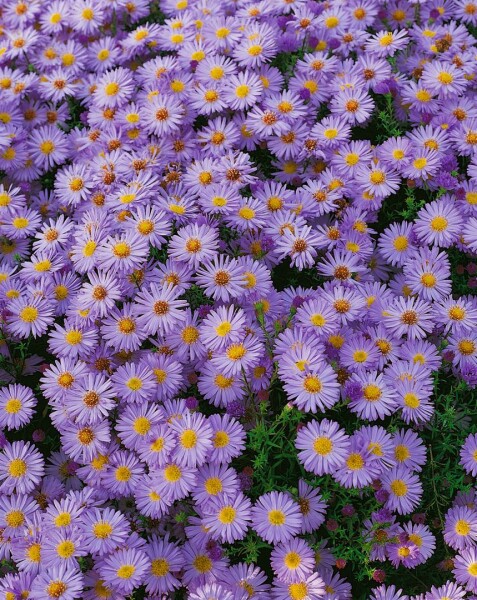 Aster dumosus Herbstpurzel 9 cm Topf - Größe nach Saison