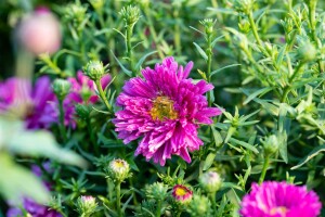 Aster dumosus Jenny 9 cm Topf - Größe nach Saison