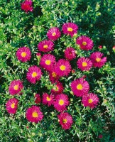 Aster dumosus Jenny 9 cm Topf - Größe nach Saison