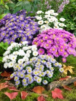 Aster dumosus Kristina 9 cm Topf - Größe nach Saison