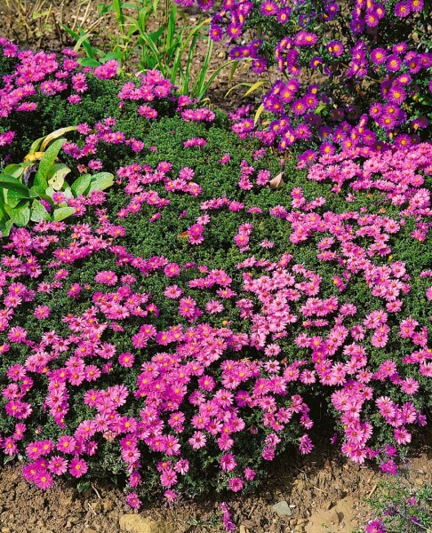 Aster dumosus Rosenwichtel 9 cm Topf - Größe nach Saison