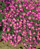 Aster dumosus Rosenwichtel 9 cm Topf - Größe nach Saison