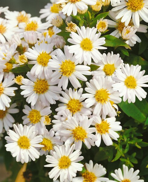 Aster dumosus Schneekissen 9 cm Topf - Größe nach Saison