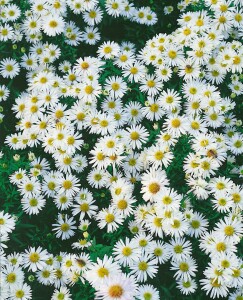 Aster dumosus Schneekissen 9 cm Topf - Größe nach Saison