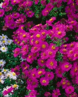 Aster dumosus Starlight 9 cm Topf - Größe nach Saison