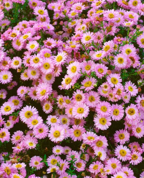 Aster dumosus Tina 9 cm Topf - Größe nach Saison