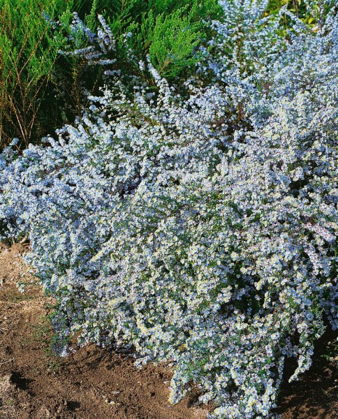 Aster ericoides Blue Wonder 11 cm Topf - Größe nach Saison