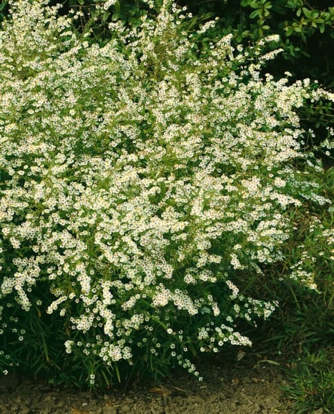 Aster ericoides Golden Spray 9 cm Topf - Größe nach Saison