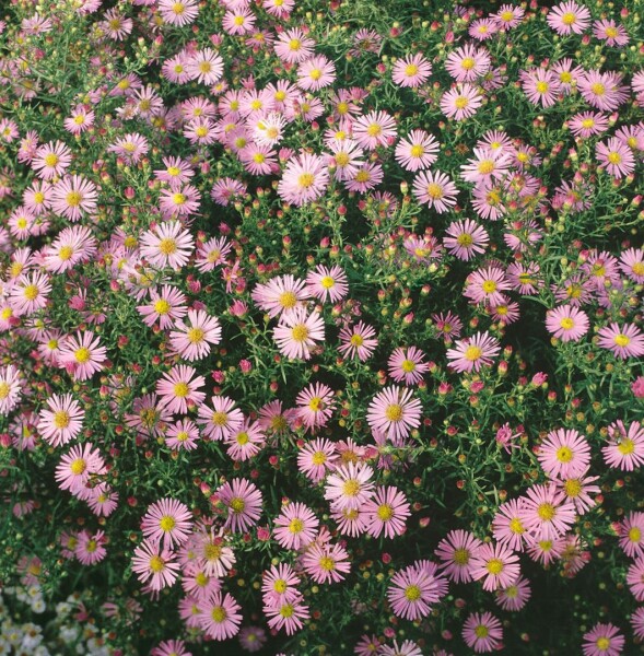 Aster ericoides Pink Cloud 11 cm Topf - Größe nach Saison