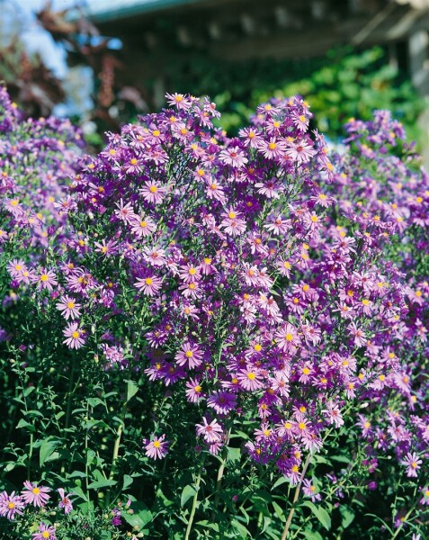 Aster laevis 9 cm Topf - Größe nach Saison