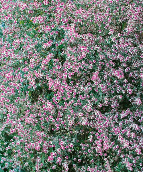 Aster lateriflorus var.horizontalis 11 cm Topf - Größe nach Saison