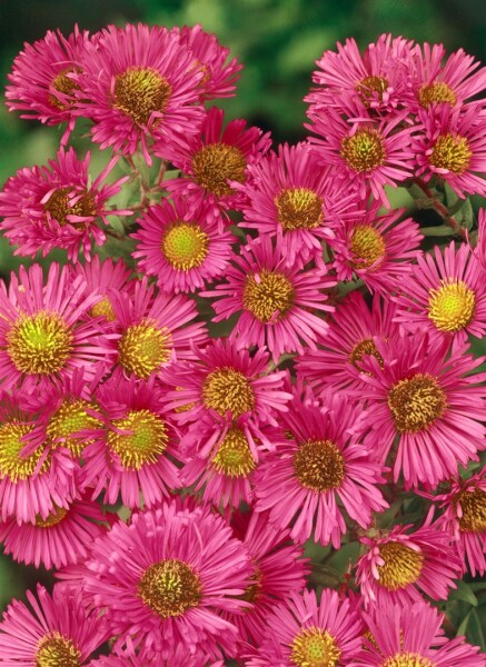 Aster novae-angliae Alma Pötschke 11 cm Topf - Größe nach Saison