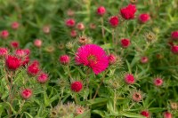 Aster novae-angliae Alma Pötschke 11 cm Topf - Größe nach Saison