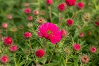 Aster novae-angliae Alma Pötschke 11 cm Topf - Größe nach Saison