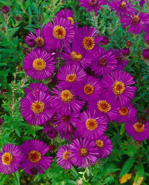 Aster novae-angliae Andenken an P.Gerber 9 cm Topf - Größe nach Saison