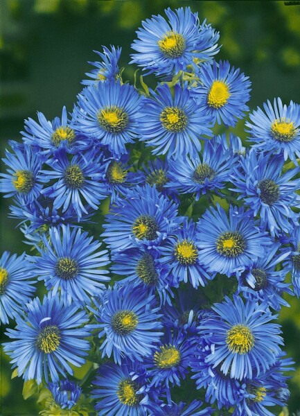 Aster novae-angliae Barrs Blue 11 cm Topf - Größe nach Saison