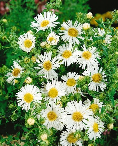 Aster novae-angliae Herbstschnee 11 cm Topf - Größe nach Saison