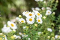 Aster novae-angliae Herbstschnee 11 cm Topf - Größe nach Saison