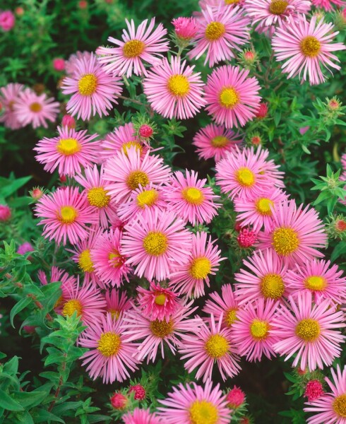 Aster novae-angliae Rosa Sieger 11 cm Topf - Größe nach Saison