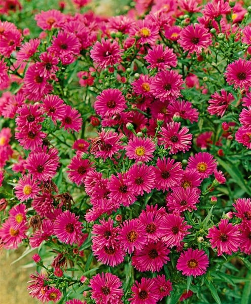 Aster novae-angliae Rubinschatz 11 cm Topf - Größe nach Saison