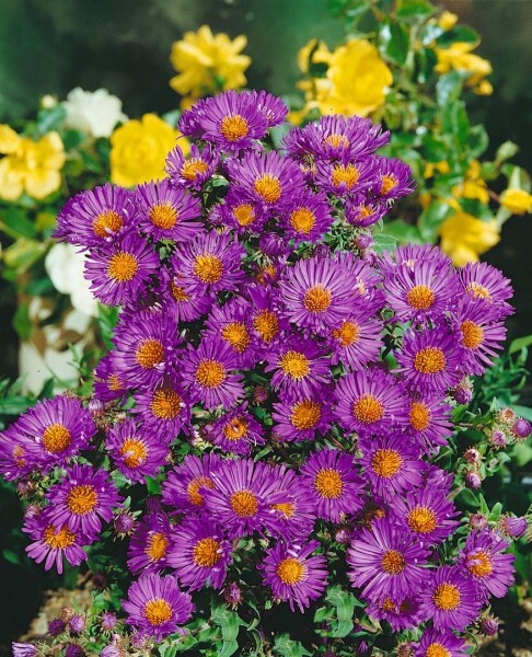 Aster novae-angliae Violetta 9 cm Topf - Größe nach Saison