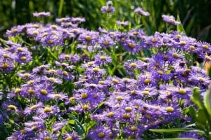 Aster novi-belgii Blütenmeer 9 cm Topf -...